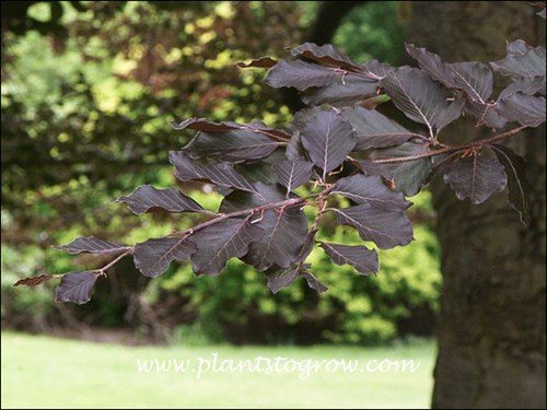 deep purple foliage